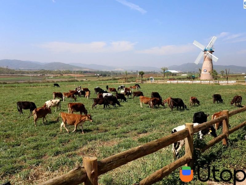 Trang Trại Bò Sữa – Dalat Dairy Farm