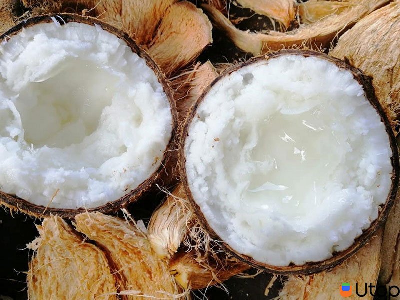 dừa sáp là gì?