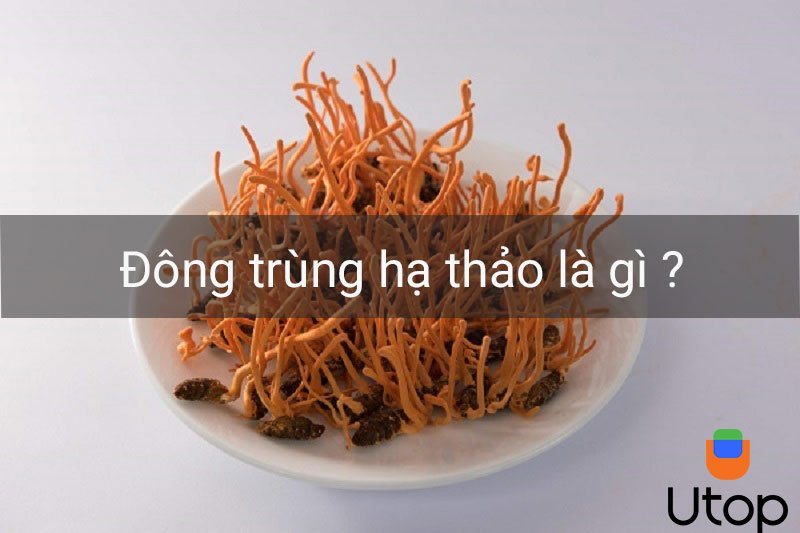 Đông trùng hạ thảo là gì?