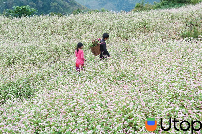 Mê mẩn mùa hoa cải ở Hà Giang