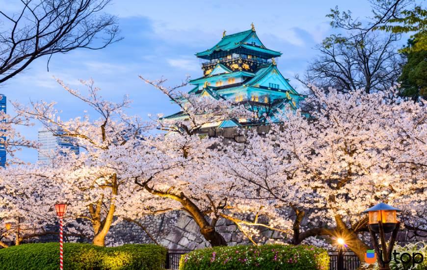 Ánh đèn lấp lánh và những cánh hoa đào tuyệt đẹp ở lâu đài Osaka