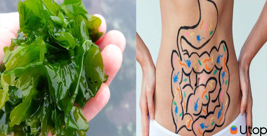 Lợi ích sức khỏe của rong biển