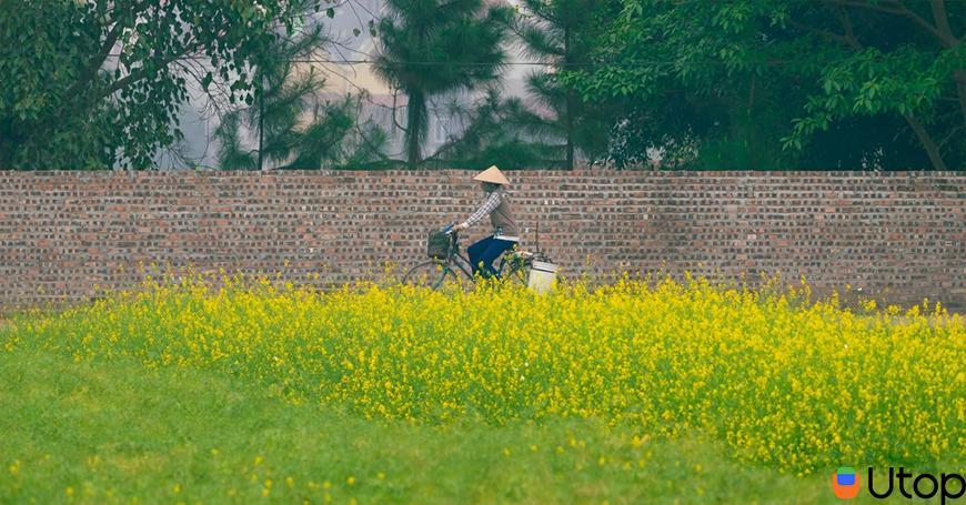Cánh đồng hoa cải bên sông Đuống, huyện Gia Lâm, Hà Nội