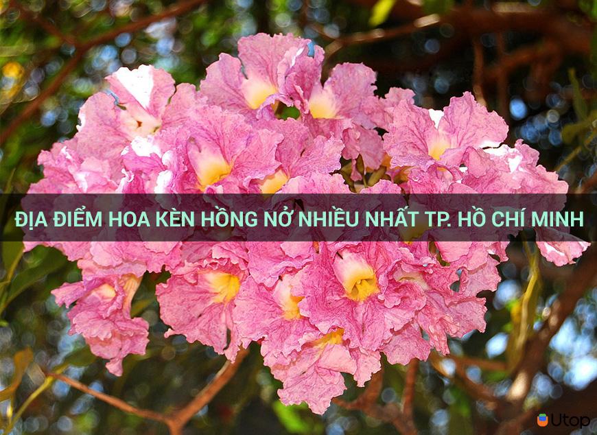 Nơi hoa loa kèn hồng nở rộ nhất TP.  Hồ Chí Minh