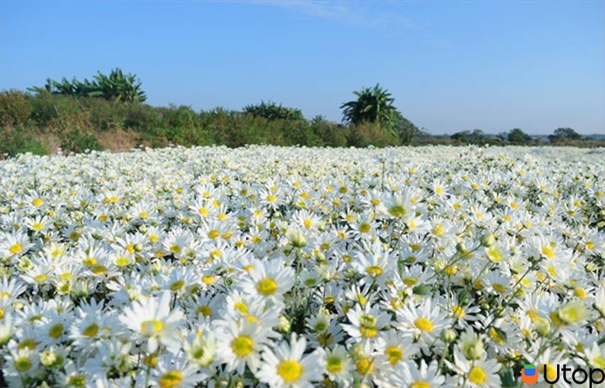 Cánh đồng hoa cúc Họa Mi, Hà Nội
