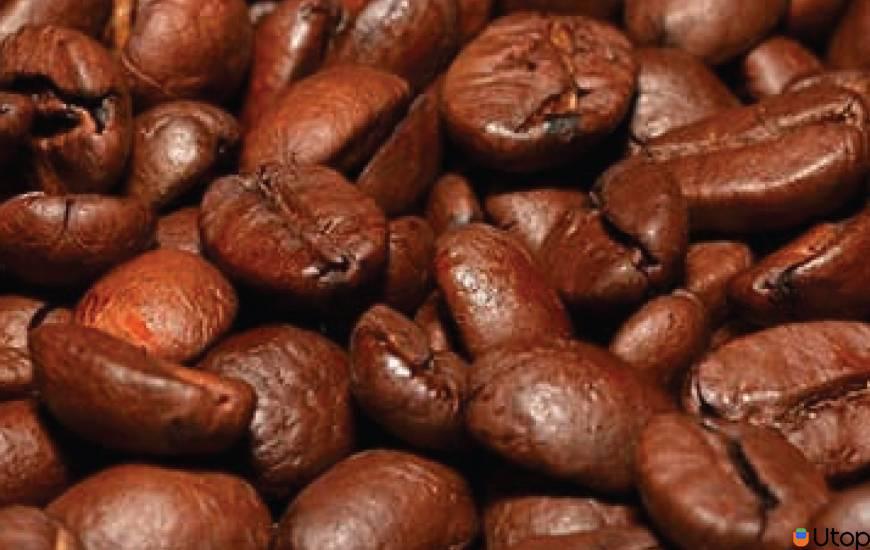 Đặc điểm nổi bật của hạt cà phê Robusta