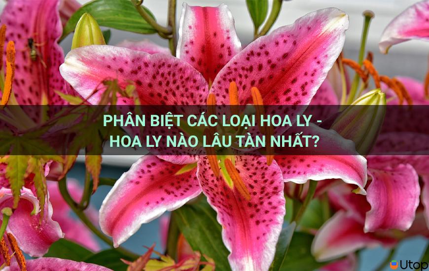 Phân biệt các loại hoa loa kèn - Hoa loa kèn nào để được lâu hơn?