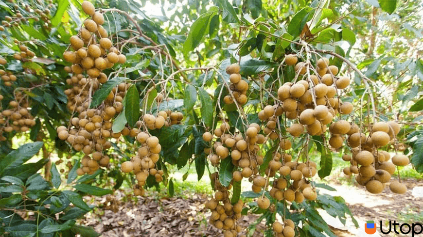     Vườn cây ăn trái Ba Cống