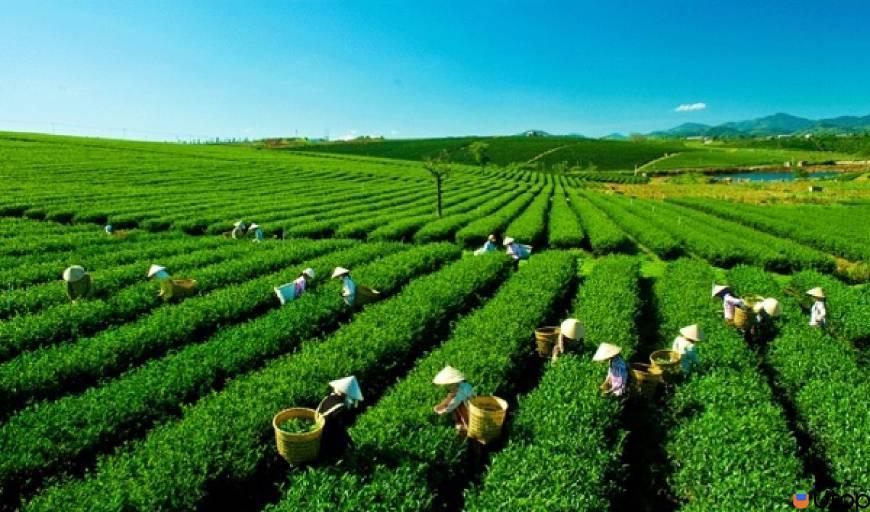Làm thế nào để tìm lá trà có hương vị tươi