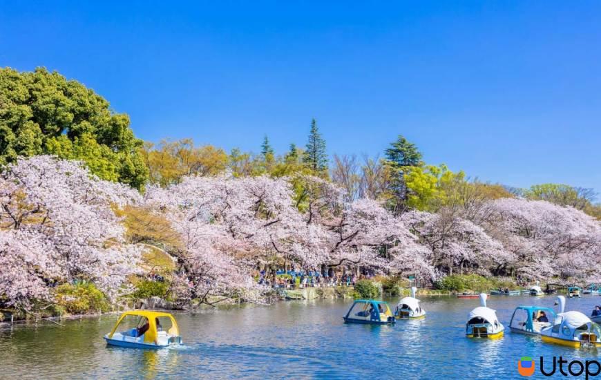 Công viên Inokashira vào mùa hoa anh đào