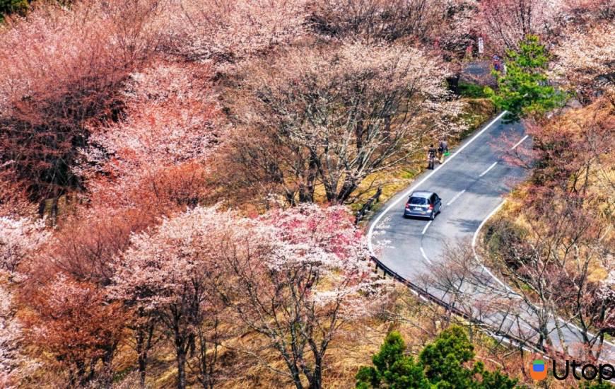 Khung cảnh thiên nhiên trên núi Yoshino vào mùa hoa anh đào