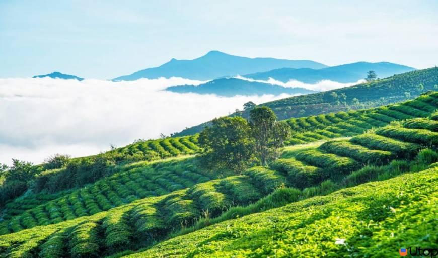 Làm thế nào để tìm lá trà có hương vị tươi