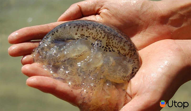 Dấu hiệu ngộ độc khi ăn sứa là gì?  Ngộ độc sứa biển có nguy hiểm không?