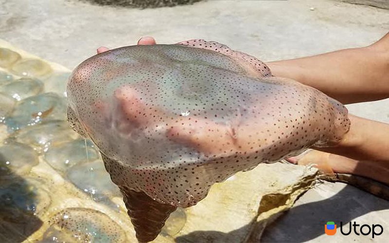 Cách xử lý khi bị ngộ độc sứa