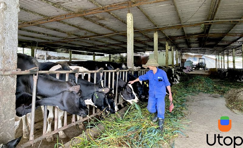 Trang trại bò sữa Mộc Châu