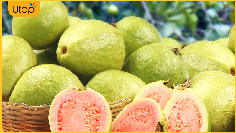 Ổi - Loại trái cây thơm ngon, bổ dưỡng và tốt cho sức khỏe